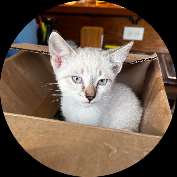 catinboxcloset
